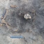 8 400 år gammal hund hittad i Sölvesborg