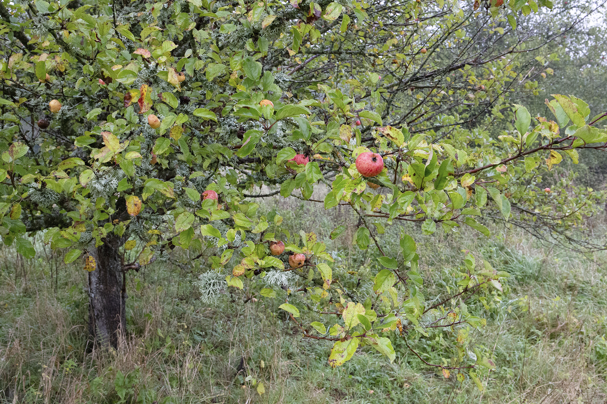 Äppelträden norr om bebyggelsen bär fortfarande frukt