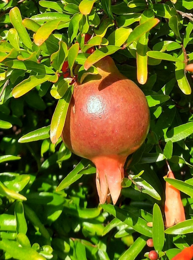 Ett granatäpple som hänger på en kvist omgiven av blad. 