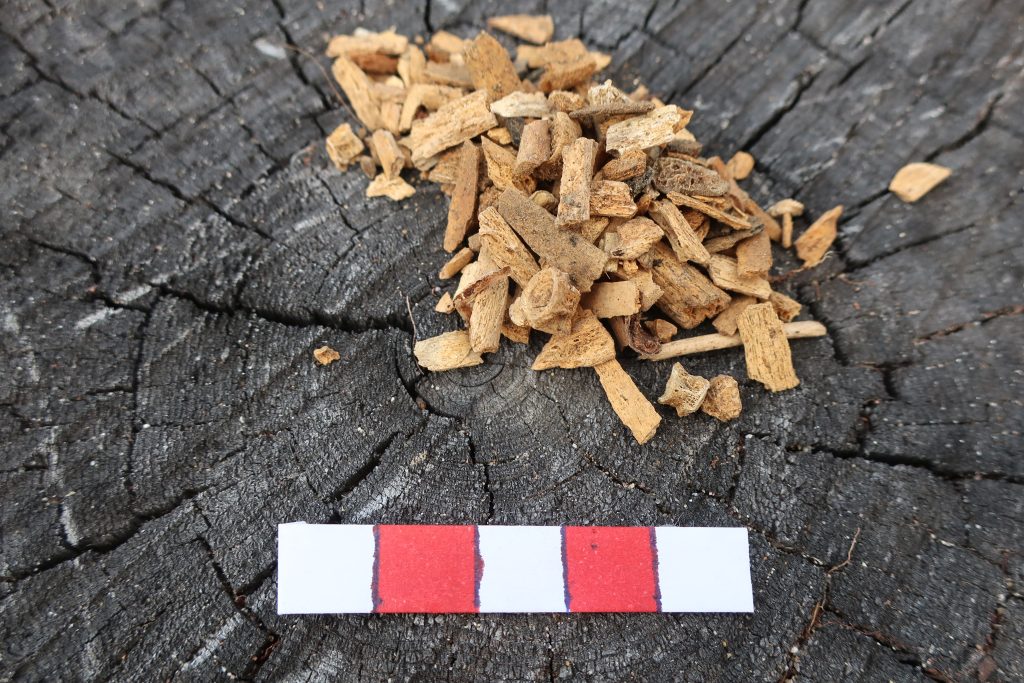 Flera bitar ben ligger mot en mörk stubbe