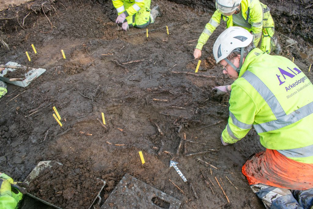 Flera arkeologer i fält gräver upp pinnar ur leran.