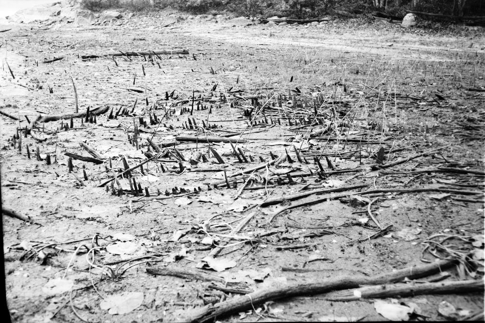 En så kallad katsa, eller fiskestaket, på svartvit bild.