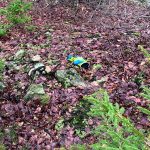 Röjningsrösen vid Glimminge