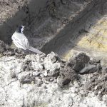 Arkeologiska förundersökningar vid Tanumsälven