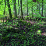 Odlingslandskap med sjöutsikt