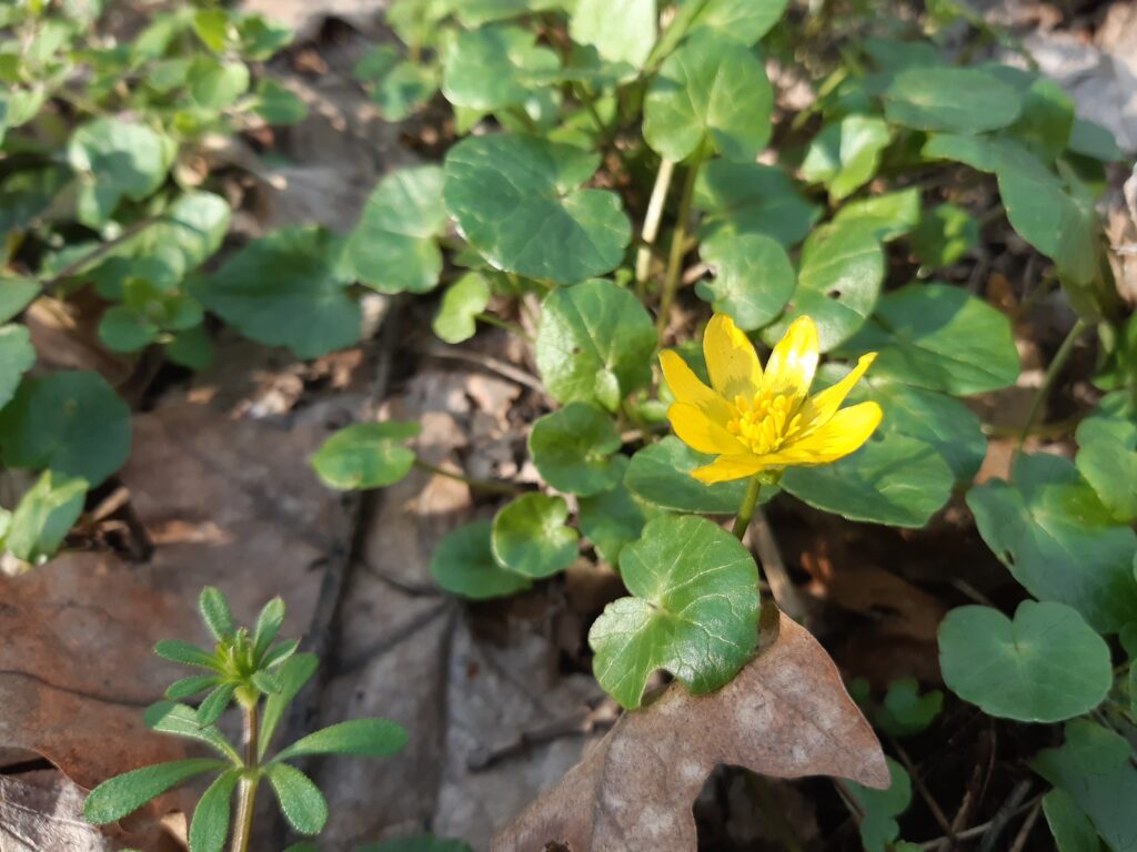 En gul blomma med gröna blad.