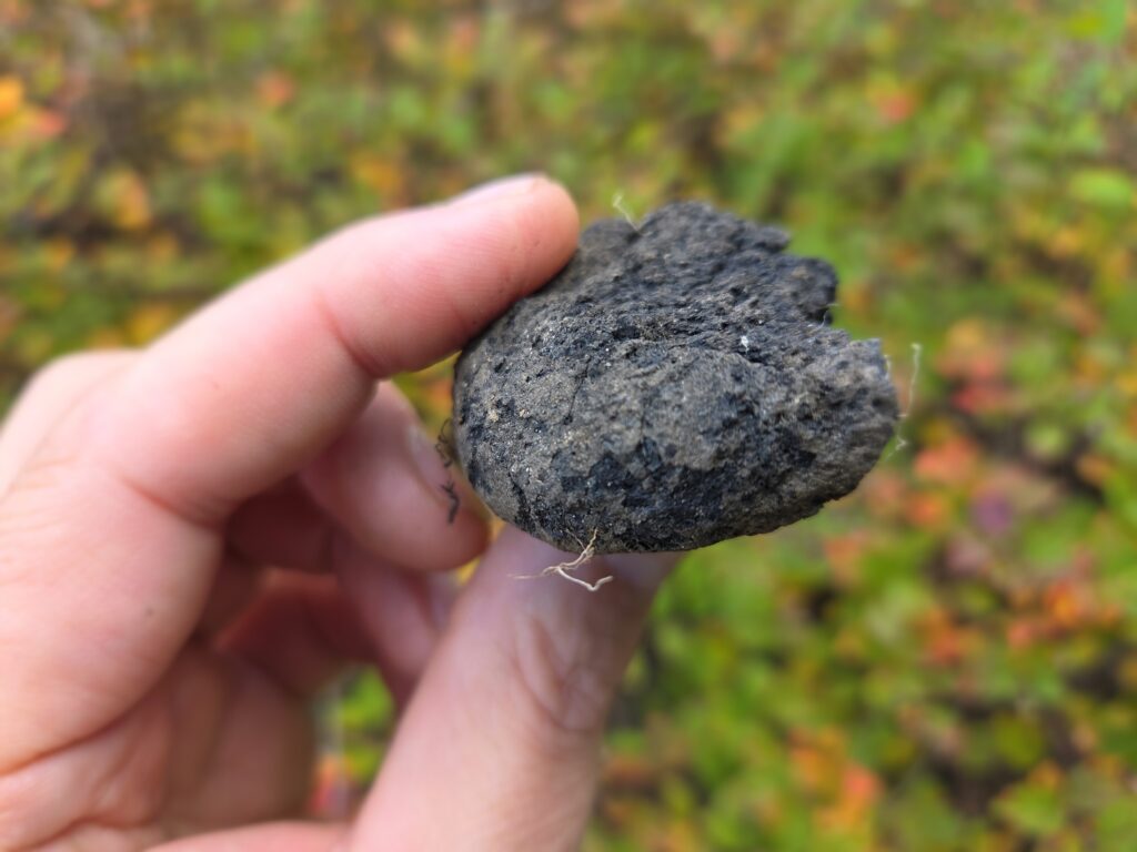 En hand håller upp en gråaktig klump, en bit förkolnat bröd, mark med växtlighet i bakgrunden.
