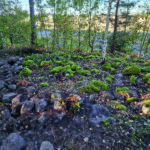 Stensättningar och omtolkat röjningsröse
