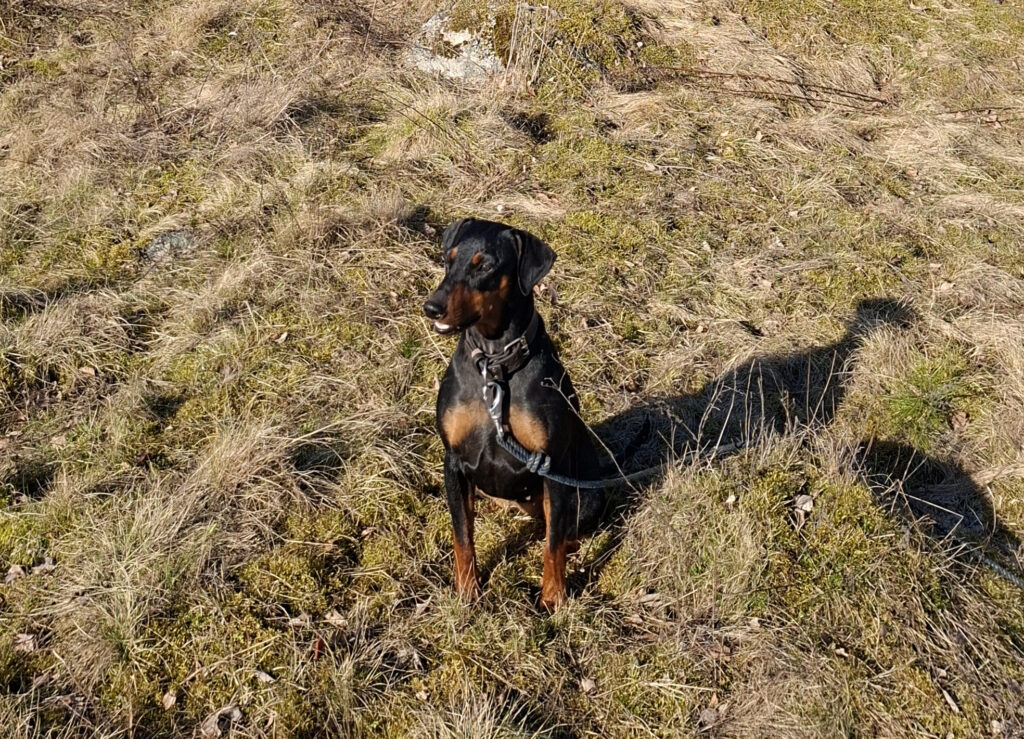 En hund, svart och brun, troligen en dobermann, sitter ner i gräset. 